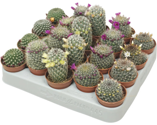 FLORASELF Cactus bloeiend potmaat Ø 5,5 cm H 10 cm Schaal met verschillende bloeiende cactussen