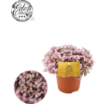 Tradescantia ''Pink Lady'' in een pot