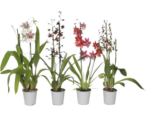 FLORASELF Orchidee Cambria mix 1 Tak potmaat Ø 12 cm H 50-70 cm