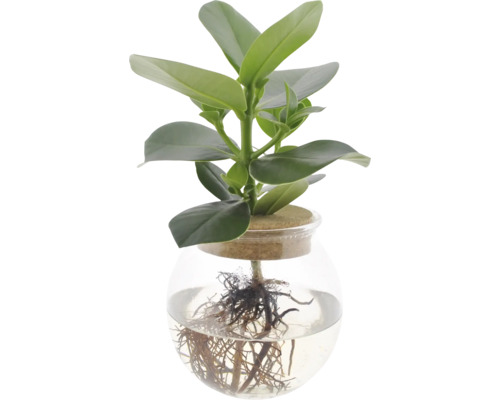 FLORASELF Varkensboom Clusia op water in glas cork potmaat Ø 12 cm H 9 cm Plant in een glazen pot met zichtbare wortels