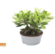 Geldboom Crassula ovata in pot