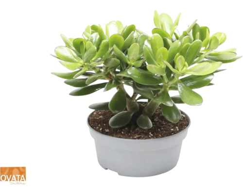 FLORASELF Geldboom Crassula Magical Tree potmaat Ø 20 cm H 30-35 cm