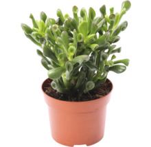 Crassula Hobbit in pot