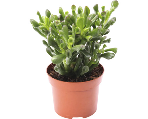 Crassula Hobbit in pot