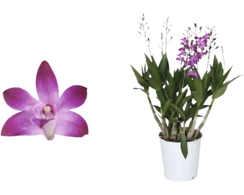 FLORASELF Orchidee Dendrobium Berry Oda 6-8 Tak potmaat Ø 12 cm H 40 cm