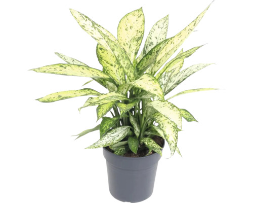 FLORASELF Dieffenbachia Vesuvius potmaat Ø 24 cm H 70 cm