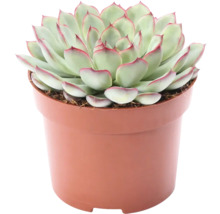 Echeveria sier succulent in een pot