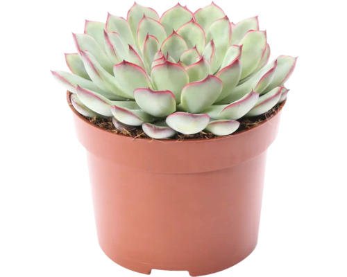 FLORASELF Huislook Echeveria Sky Pearl potmaat Ø 12 cm H 15-17 cm