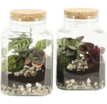 Twee minituinen in glazen potten met kurk deksel, beplant met planten, mos, stenen en aarde