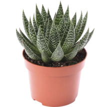 Gasteria in pot