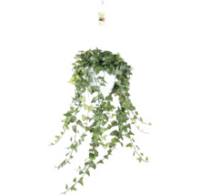 Hangplant klimop in een witte pot