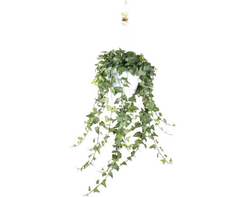 FLORASELF Klimop Hedera Mein Herz hang potmaat Ø 24 cm H 45-50 cm