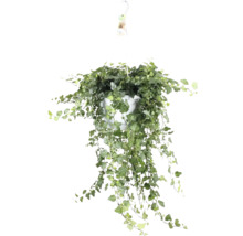Hangplant met klimop in een witte pot