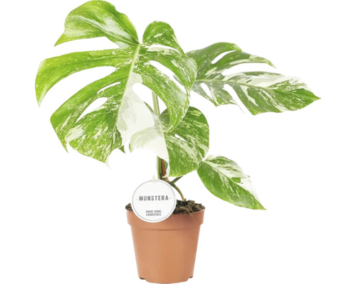 FLORASELF Gatenplant Monstera Deliciosa Variegata potmaat Ø 15 cm H 45 cm Monstera kamerplant in pot
