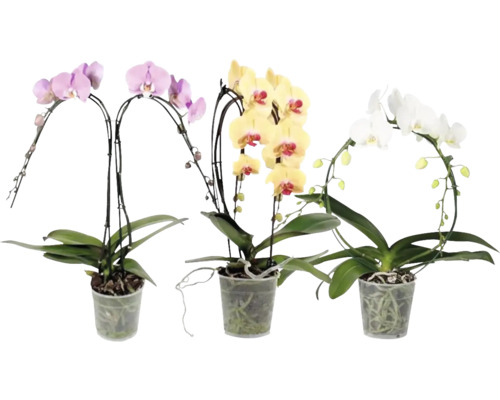 FLORASELF Orchidee Phalaenopsis Vormenmix 2 Tak potmaat Ø 12 cm H 55-65 cm