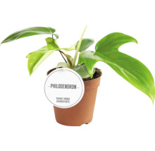 Philodendron kamerplant in een pot