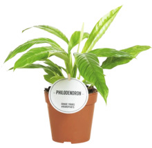 Philodendron kamerplant in pot