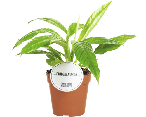 Philodendron kamerplant in pot