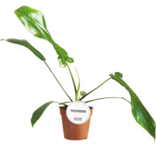 Philodendron kamerplant in pot