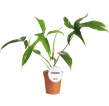 Philodendron kamerplant in pot