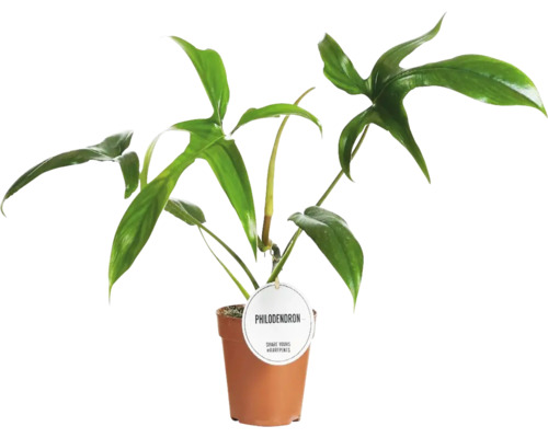 Philodendron kamerplant in pot
