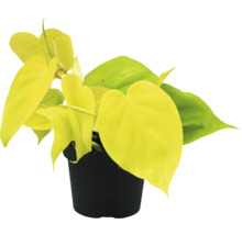 Philodendron kamerplant in pot
