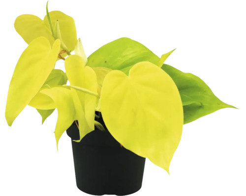 FLORASELF Philodendron Lime potmaat Ø 12 cm H 30 cm