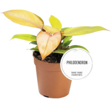 Philodendron kamerplant in een pot