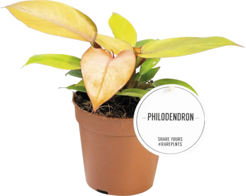 FLORASELF Philodendron Prince Mix potmaat Ø 12 cm H 30 cm