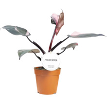 Philodendron kamerplant in pot