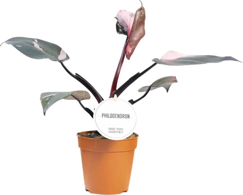 Philodendron kamerplant in pot