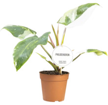 Philodendron plant in pot