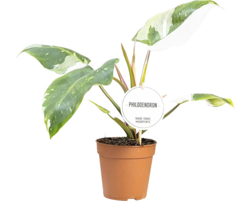 Philodendron plant in pot