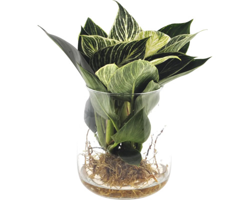 FLORASELF Philodendron white wave op water in glas kingston potmaat Ø 12 cm H 9 cm