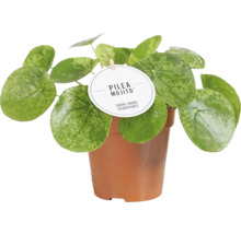 Pilea Mojito kamerplant in pot