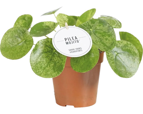 Pilea Mojito kamerplant in pot