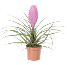 Tillandsia met roze bloem in pot