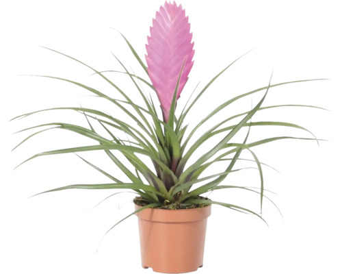 FLORASELF Luchtplant Tillandsia Vincent potmaat Ø 9 cm H 20-35 cm