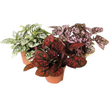 FLORASELF Bolletjesplant Hypoestes mix potmaat Ø 6 cm H 12 cm