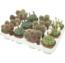 Tray met meerdere kleine cactussen in potten