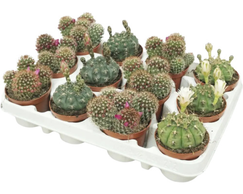 Tray met meerdere kleine cactussen in potten