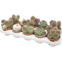 Tray met meerdere bloeiende cactussen in potten