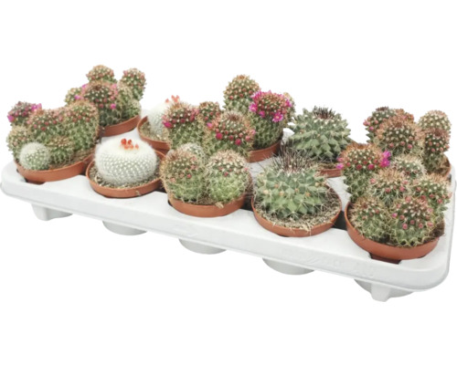 FLORASELF Cactus met bloem potmaat Ø 10,5 cm H 20 cm Tray met meerdere bloeiende cactussen in potten