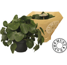 Kamerplant Pilea in pot met papieren verpakking