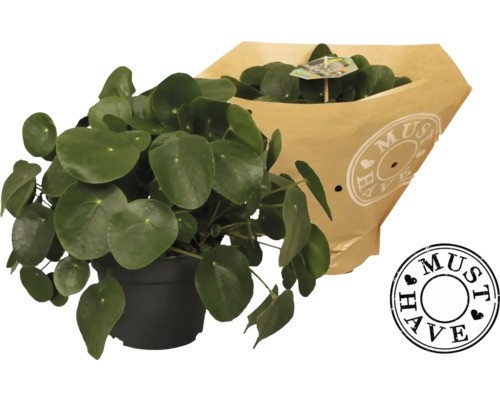 FLORASELF Pannenkoekenplant Pilea Peperomioides potmaat Ø 17 cm H 35 cm Kamerplant Pilea in pot met papieren verpakking