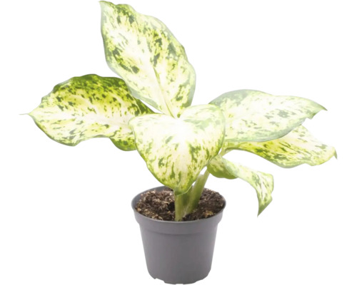 FLORASELF Dieffenbachia mix potmaat Ø 6 cm H 12 cm