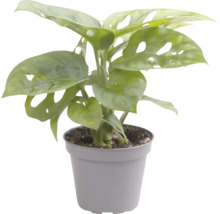 Monstera kamerplant in pot