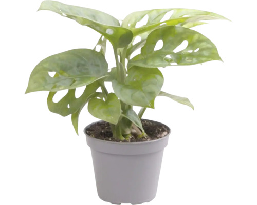 FLORASELF Gatenplant Monstera Adansonii potmaat Ø 6 cm H 12 cm