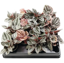 Peperomia planten in een tray