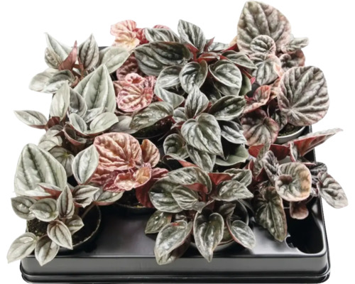 FLORASELF Peperomia mix potmaat Ø 6 cm H 12 cm